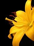 pic for Yellow Flower 